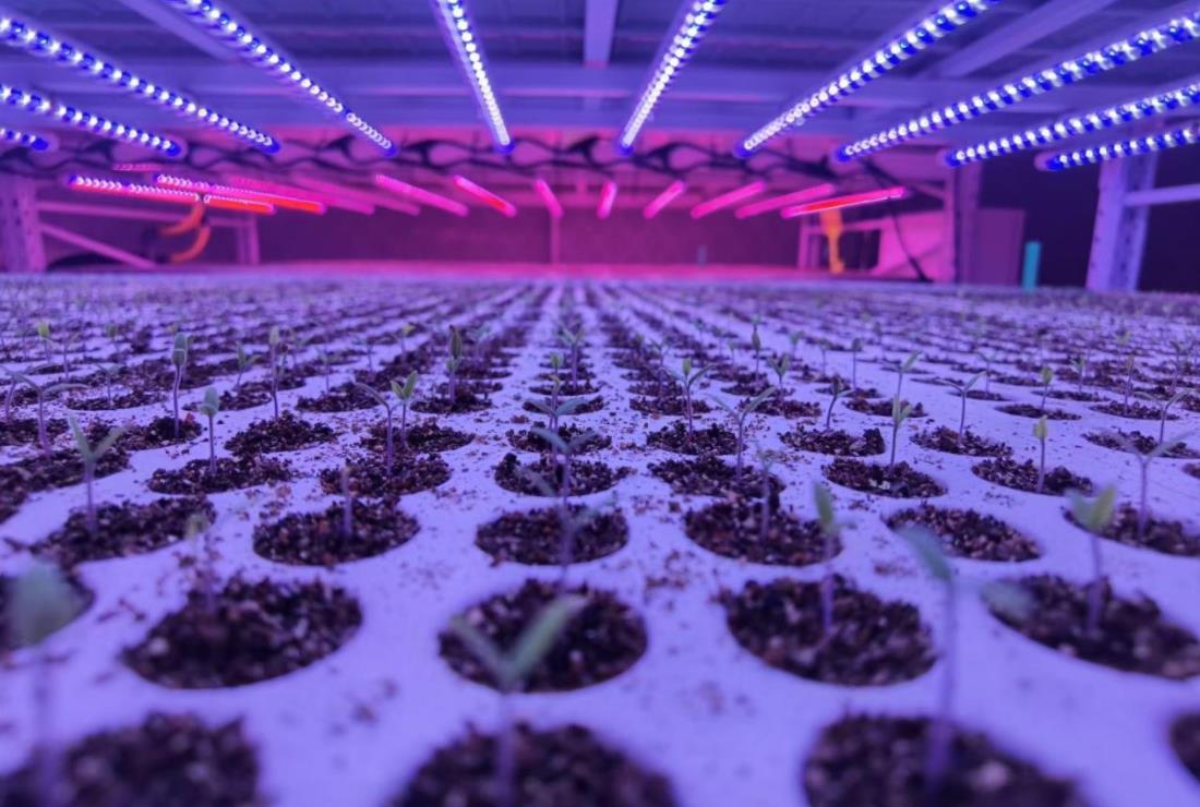 99精品国产兔费观看久久99,植物照明,生長燈,推動農業現代化,綠色可持續發展