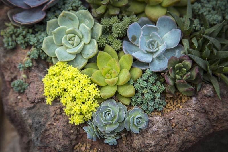 植物（wù）生長燈